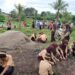 TNI – POLRI , Lestarikan Alam Tanam Ratusan Pohon Buah