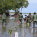 Pemkab Pinrang Melaksanakan  Penanaman Mangrove di Desa Paria