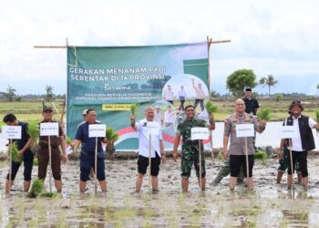 Pinrang Gencar Tanam Serentak, Bukti Nyata Dukung Pertanian Nasional