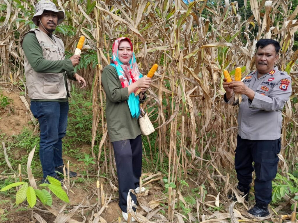 Kapolsek Cendana: Panen Raya Jagung Bukti Nyata Dukungan Polri untuk Ketahanan Pangan