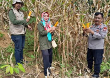 Kapolsek Cendana: Panen Raya Jagung Bukti Nyata Dukungan Polri untuk Ketahanan Pangan