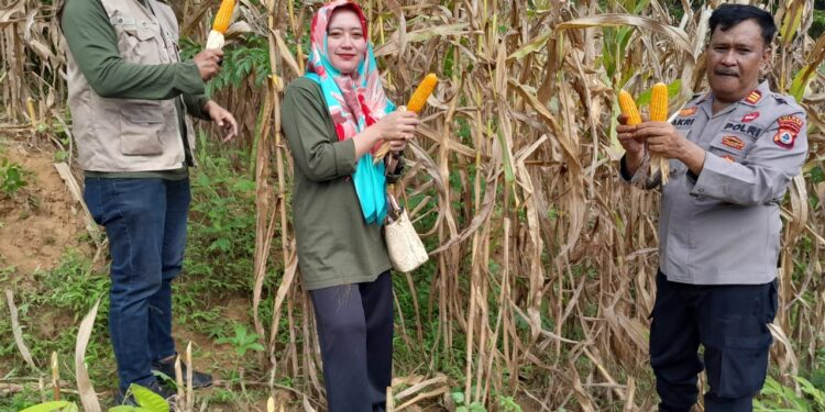 Kapolsek Cendana: Panen Raya Jagung Bukti Nyata Dukungan Polri untuk Ketahanan Pangan