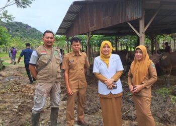 Jelang Hari Raya Idul Adha, Dinas Peternakan dan Perkebunan Pinrang  Melakukan Pemeriksaan Hewan Jenis Sapi dan Kambing