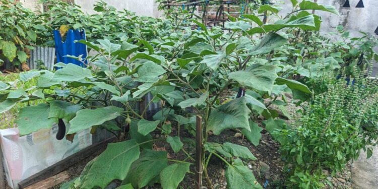 ‎Ibu Harlina Sulap Lahan Tidur Jadi Kebun Pangan Berkah di Pinrang ‎