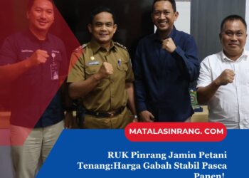 Pinrang Jamin Petani Tenang: Harga Gabah Stabil Pasca Panen! ‎