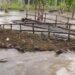 Jembatan Kayu Uling 4×11 Meter di Kampung Karajo Ambruk Diterjang Banjir