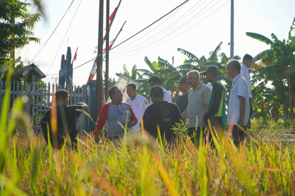 Sawah Sipatokkong Diserang Hama, Produksi Petani Menurun