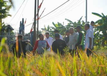 Sawah Sipatokkong Diserang Hama, Produksi Petani Menurun