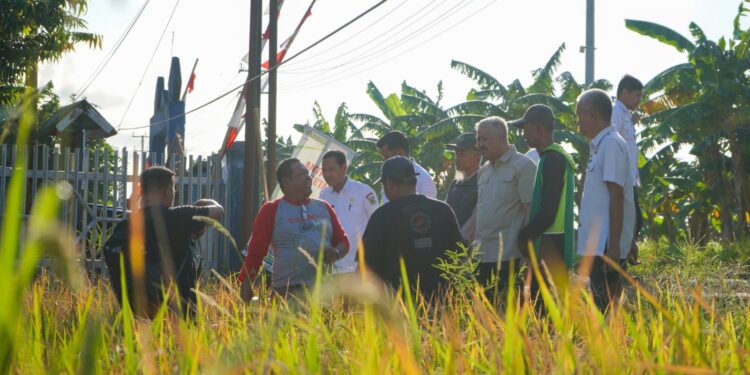 Sawah Sipatokkong Diserang Hama, Produksi Petani Menurun
