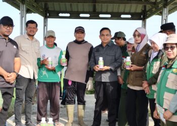 Pemkab Pinrang Turun Tangan, Lindungi Sawah Petani dari Serangan Hama