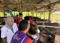 Dinas Peternakan Pinrang Periksa Hewan Qurban Jelang Idul Adha