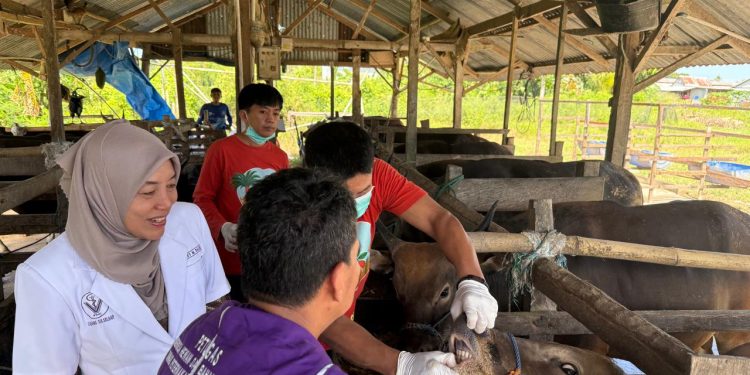 Dinas Peternakan Pinrang Periksa Hewan Qurban Jelang Idul Adha