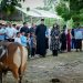 Polres Pinrang Sembelih 22 Ekor Sapi Qurban di Hari Idul Adha