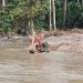 Polisi Selidiki Dugaan Tambang Emas Ilegal di Sungai Saddang
