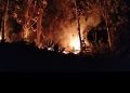 Puncak Gunung Lembang Terbakar, Lima Hektare Kebun Jati Merah Dilalap Api