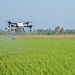 Drone Tekan Biaya, Perkuat Pengendalian Wereng
