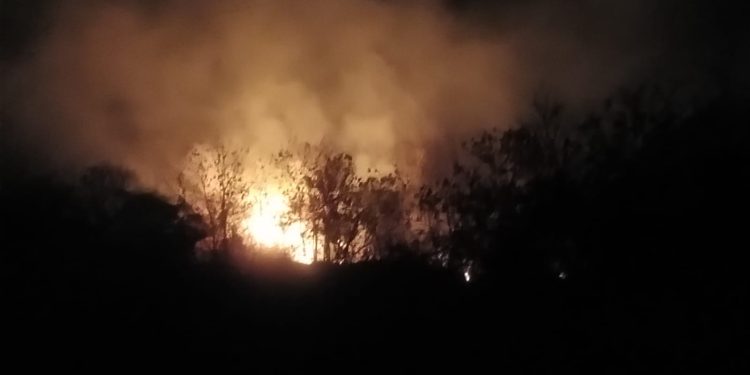 Angin Kencang Bakar 8 Hektare Kebun Jati di Lembang