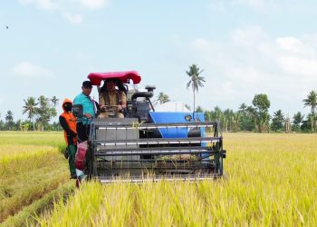Kemarau Panjang, Padi Tiroang Malah Tembus 11 Ton