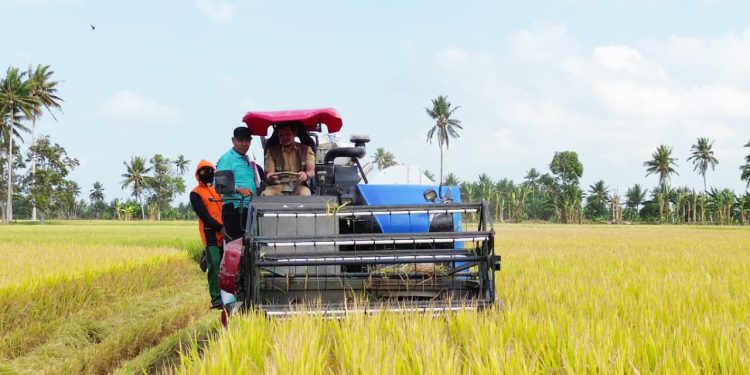 Kemarau Panjang, Padi Tiroang Malah Tembus 11 Ton