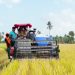 Kemarau Panjang, Padi Tiroang Malah Tembus 11 Ton