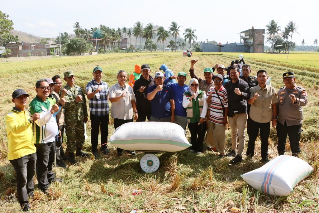Temmasarangnge Panen 13 Ton/Ha di Tengah Kemarau dan El Niño